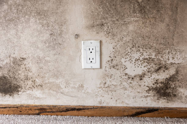 Professional Mold Removal in Verdigris, OK