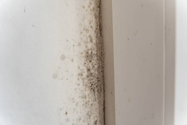 Mold Odor Removal Services in Verdigris, OK